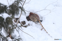 雪山で生きていく