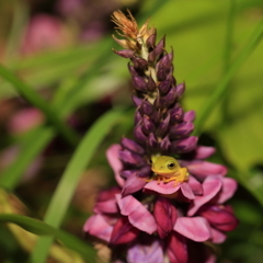 お花の上でこんばんは！