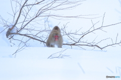 雪原をサルの親子がやってきた！