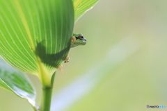 雨降る森のアマガエル