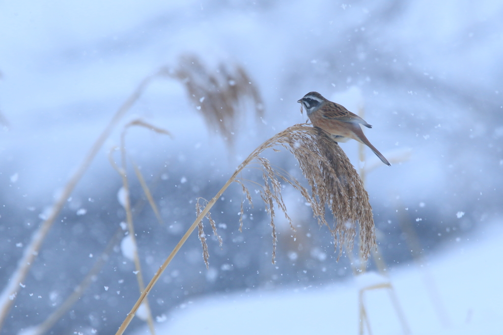 雪の朝に