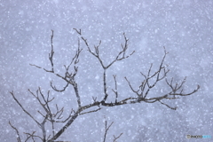 鬼胡桃の枝に降る雪