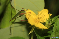 宵待草の黄色いサラダ