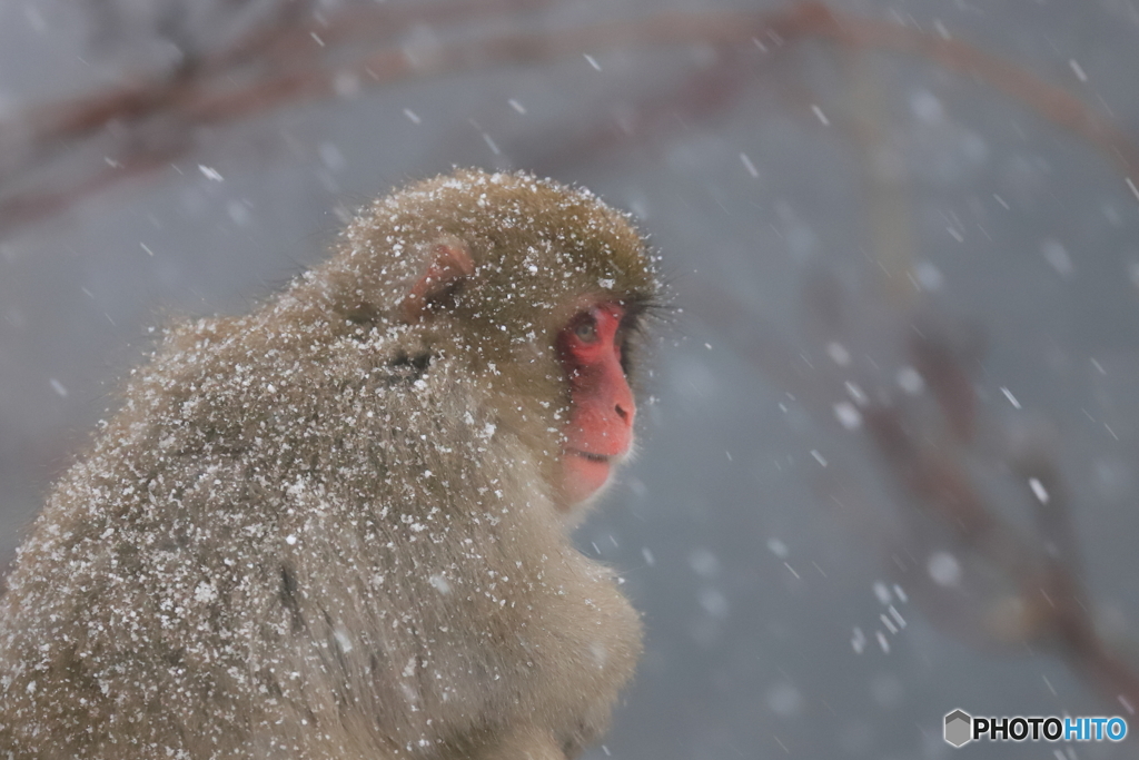 雪の降る日に