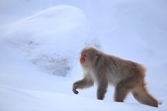 今日も裸足で雪原を行く