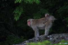夕暮れの親子