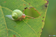 黄緑色のカタツムリ