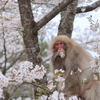 君は花より団子だね！