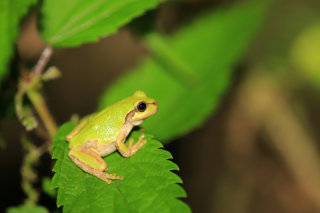 アマガエル君　涼しくなった夜に