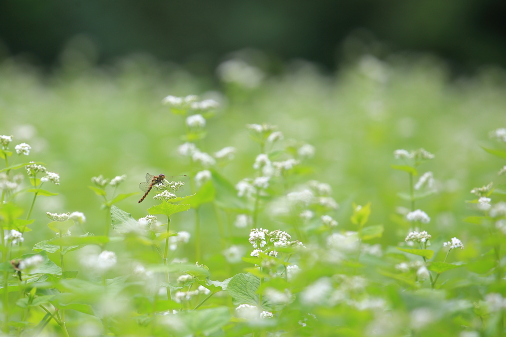 蕎麦の花が咲きました。