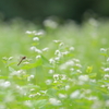 蕎麦の花が咲きました。