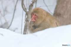 クルミの実を見つけたよ！