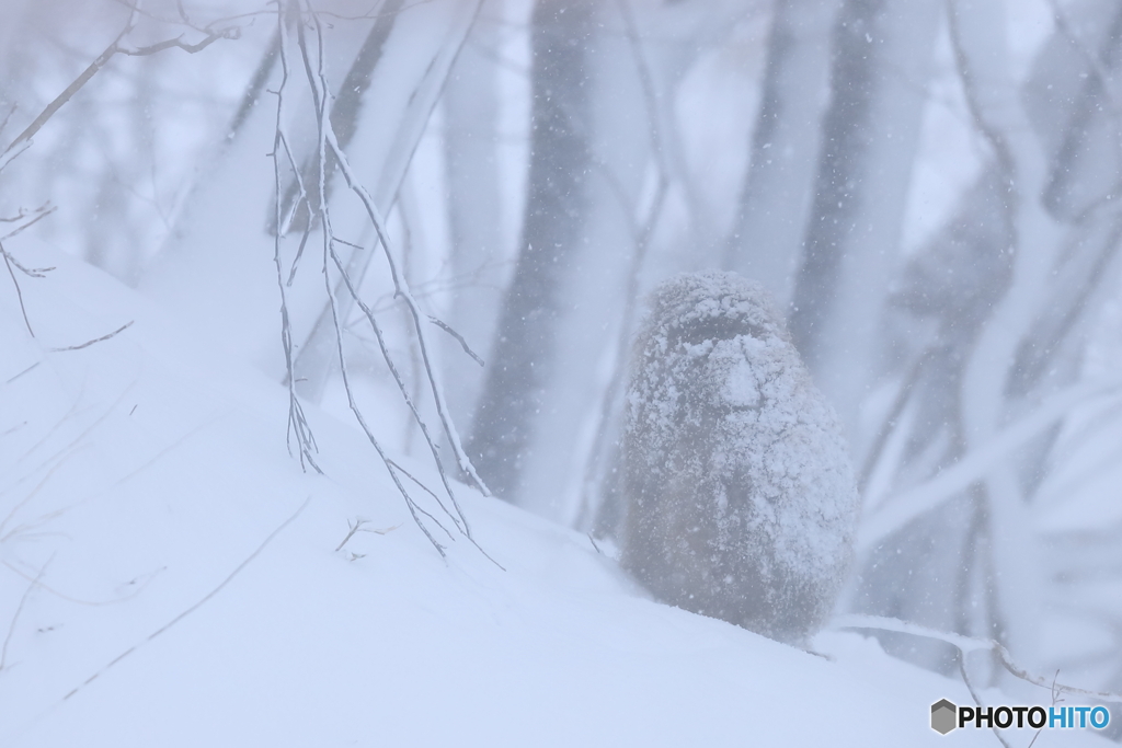 吹雪に耐えて試練に耐えて