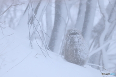 吹雪に耐えて試練に耐えて