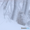 吹雪に耐えて試練に耐えて