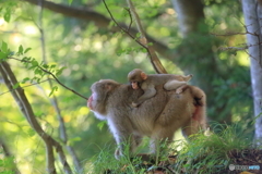 初秋の森を行く親子