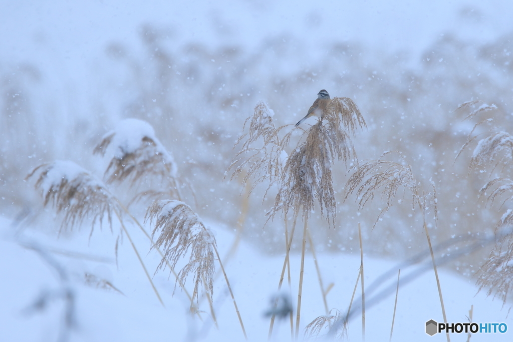 大雪の日に