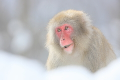雪の止み間に君と