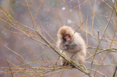 季節外れの雪の中で