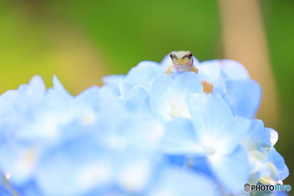 紫陽花の上からこんにちは！　2021