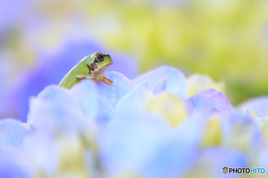 色づき始めた紫陽花の上で