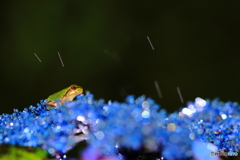 雨降る夜の宝石箱