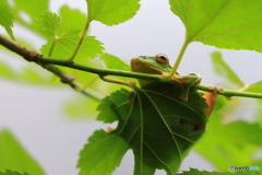 今日もウルウルの瞳で