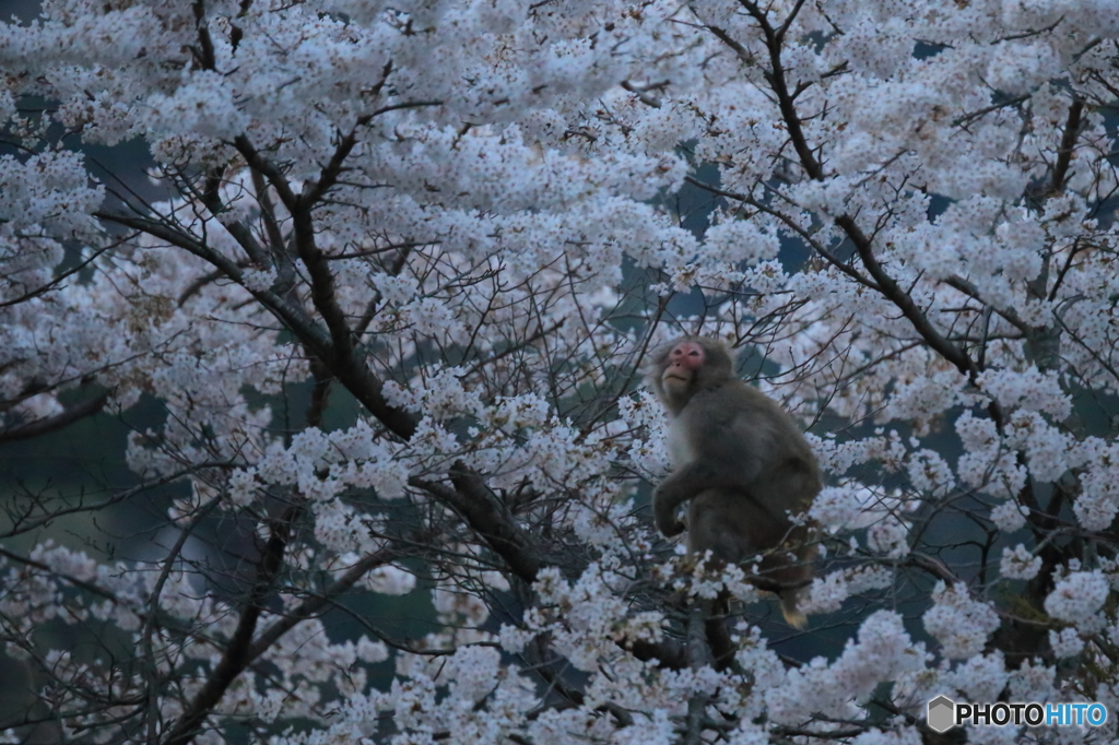 君もお花見かい？