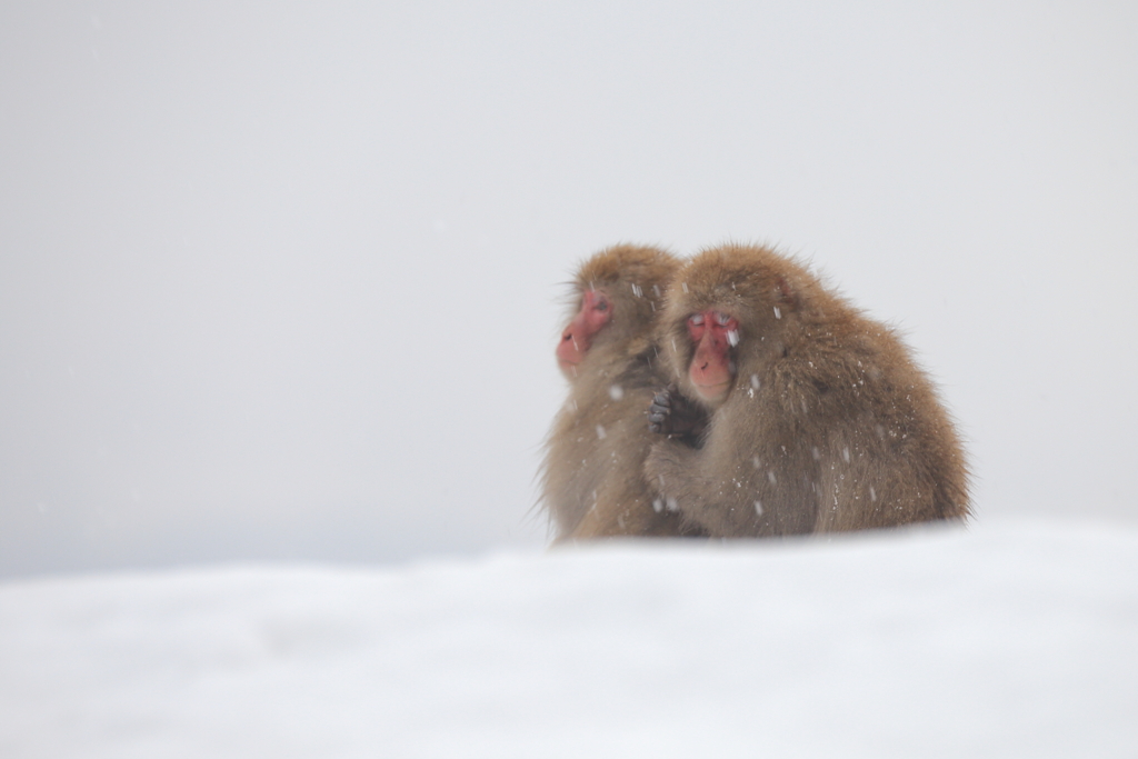 とある雪の日のサルたちのこと