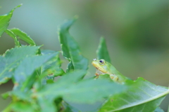 花飾りつけて