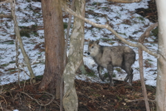 雪解けの森を行く