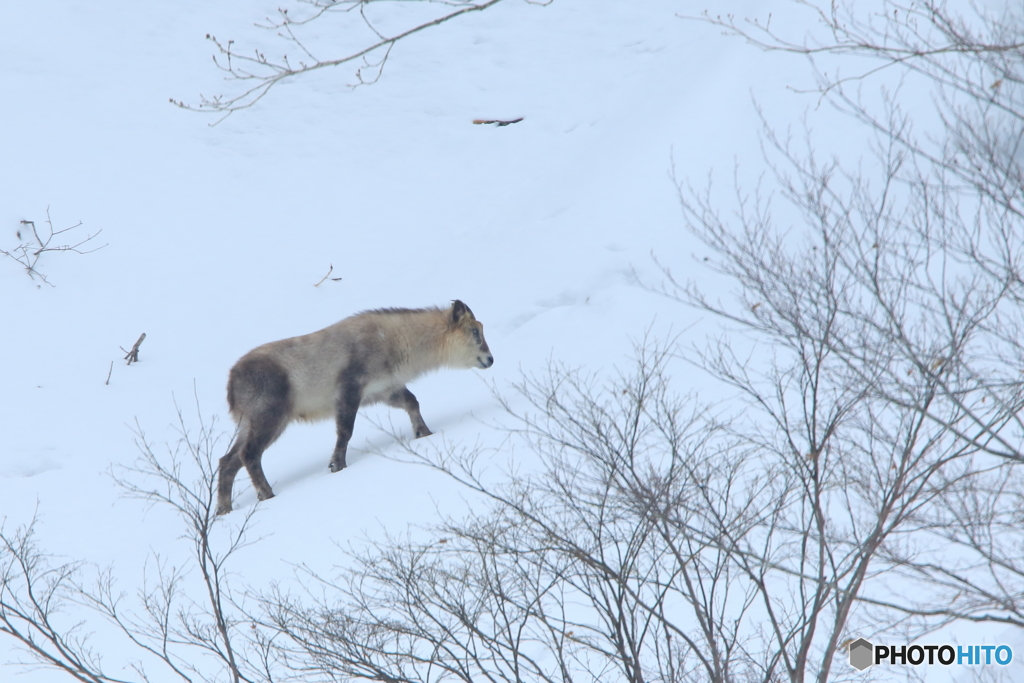 今日も雪の斜面を行く