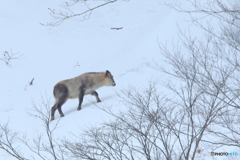 今日も雪の斜面を行く