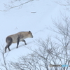 今日も雪の斜面を行く