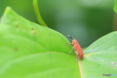 小さな小さな鰹節？