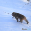 雪原を行く