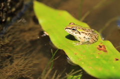 ウォーターベッドの上で