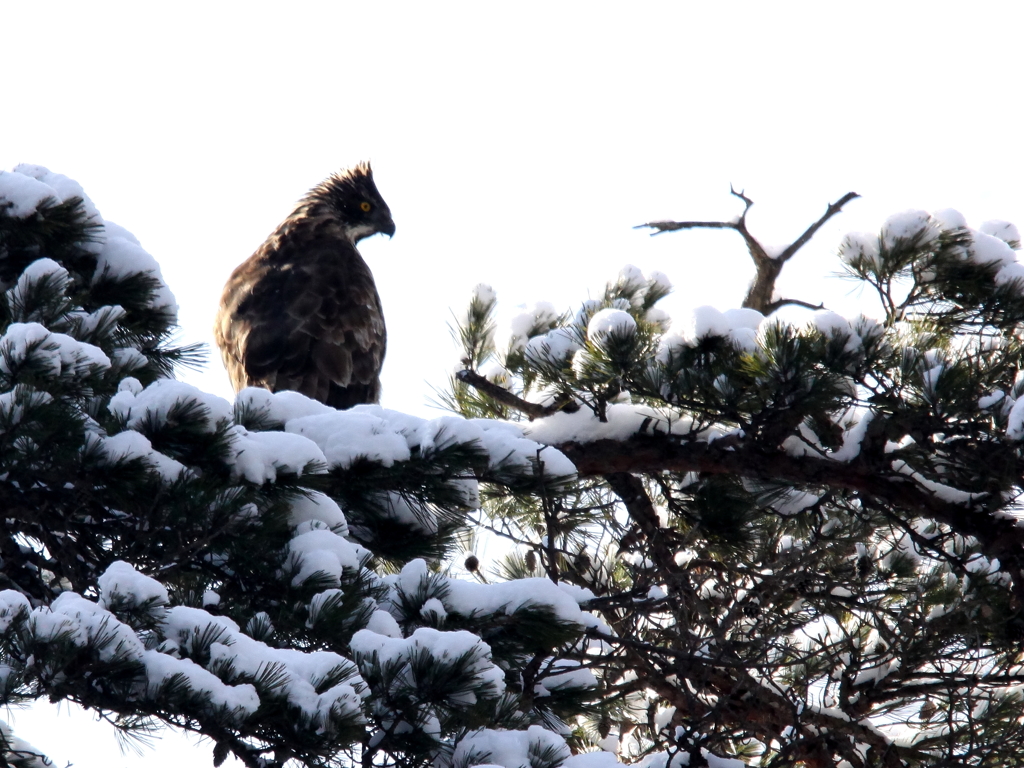 クマタカの横顔