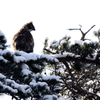 クマタカの横顔