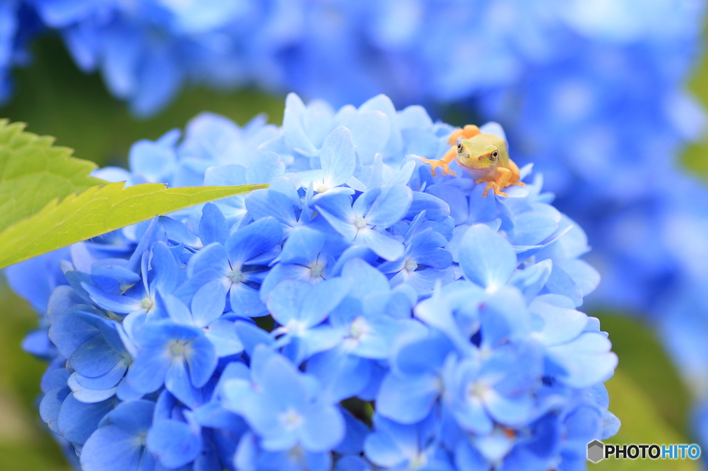 紫陽花の上からこんにちは！　2016