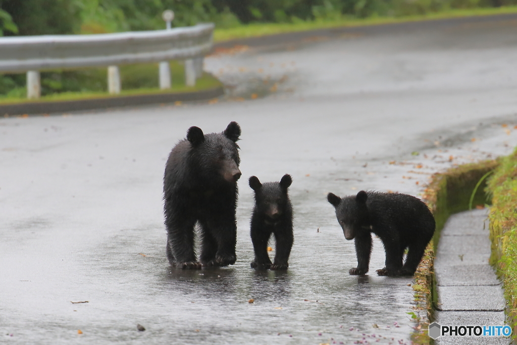 雨の道路を行く親子