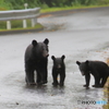 雨の道路を行く親子