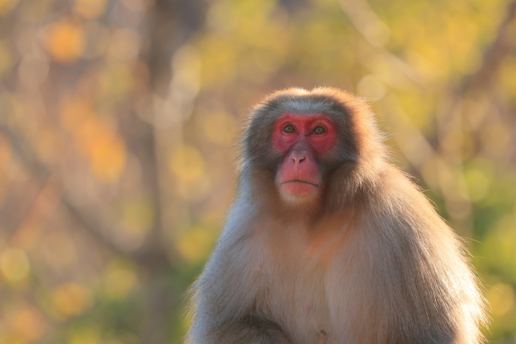 秋色に染まって