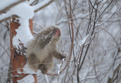 今日もまた、雪の降る中で