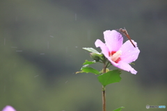 雨に打たれる君の姿に