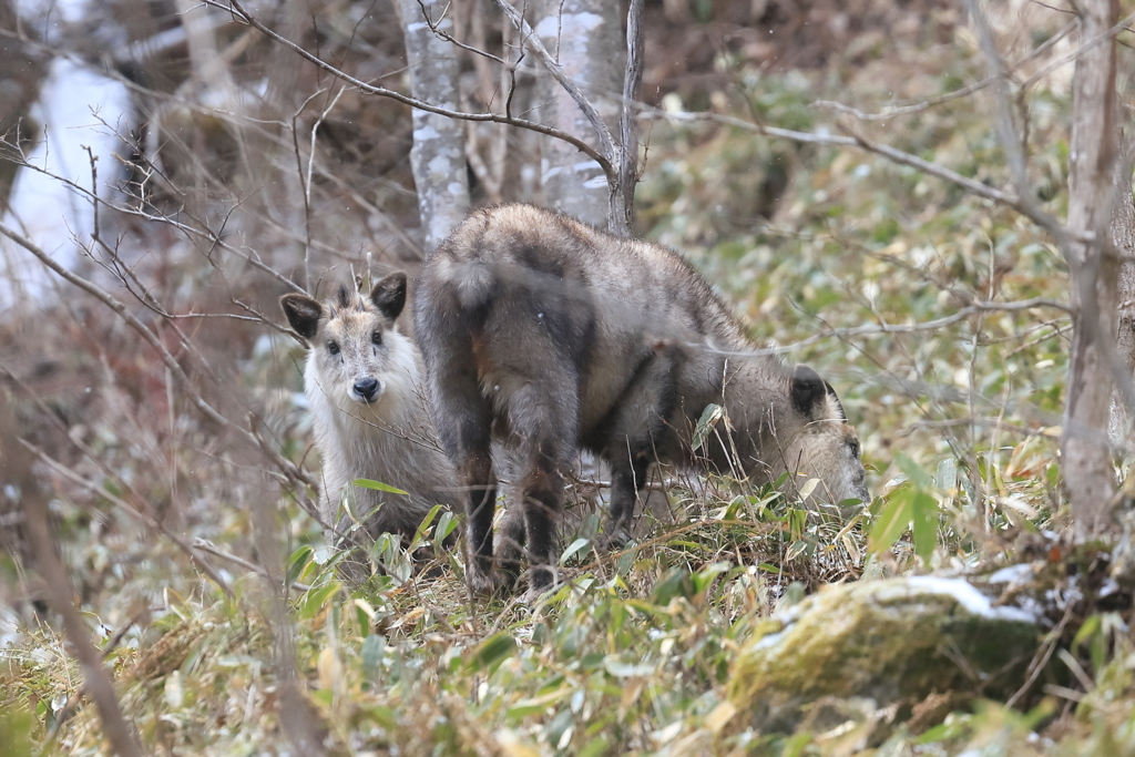 親子カモシカとの再会
