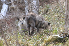 親子カモシカとの再会