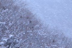 大雪の降った森で