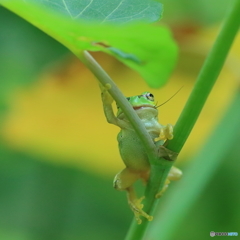 アマガエルの中の野生