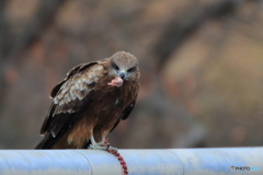 鳶の中の猛禽